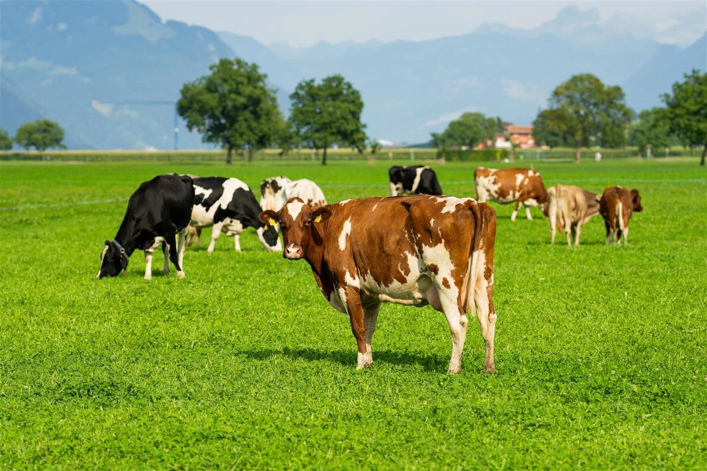 Cow Based Products